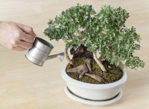 bonsai innaffiare piante florgarden treviso