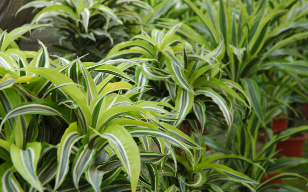 piante antismog Florgarden Nadal